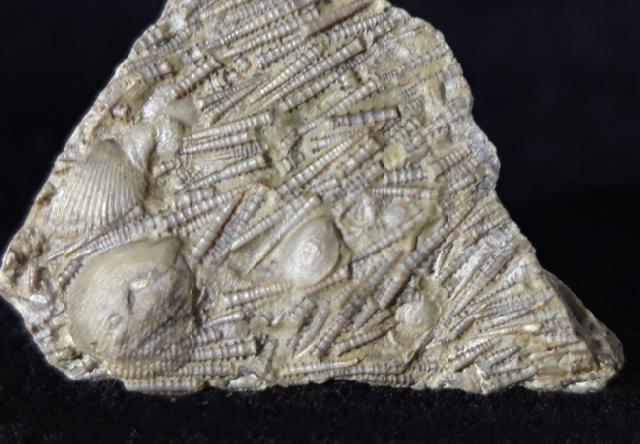 Tentaculites sp. SCHLOTHEIM 1820 - Bild © FossNet FossilienStore